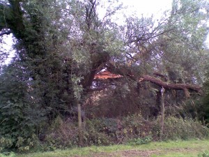 Broken Willow #1