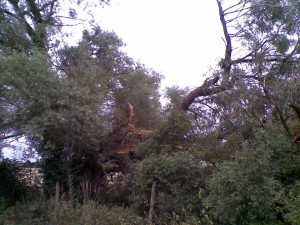 Broken Willow #2