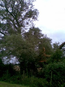 Broken Willow #3